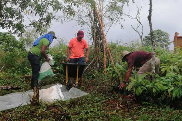 MIDA fomenta producción de cacao en Colón