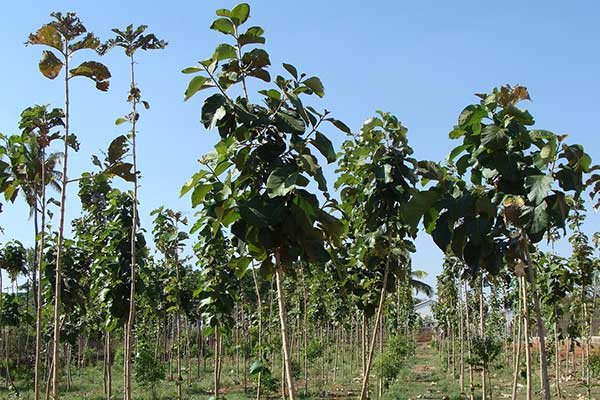 Urge integrar dimensión económica y población en restauración forestal contra cambio climático, revela estudio
