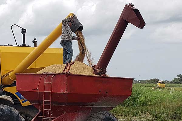 Valderrama aclara sobre pagos a productores de arroz en Chiriquí
