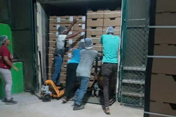 Inicia en Herrera exportación de cucurbitáceas