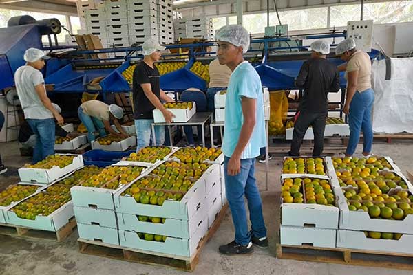 Limones persas y naranjas valencias panameñas llegan a mercado de las Antillas