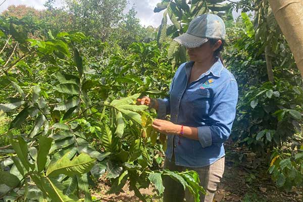Especialistas aconsejan sobre uso y manejo de la sombra en el cafetal