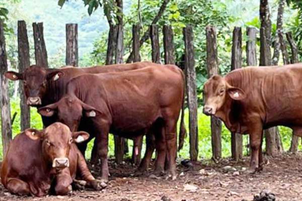 Realizan en Chiriquí entrega de sementales de alta genética