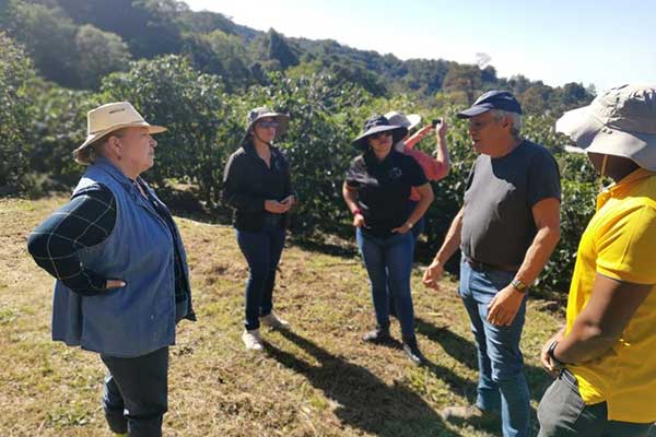 Investigadores de la UTP estudiarán perfil químico de aromas y sabores del café panameño