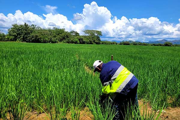 MIDA: B/.82.9 millones recibieron productores de arroz al 21 de junio de 2024