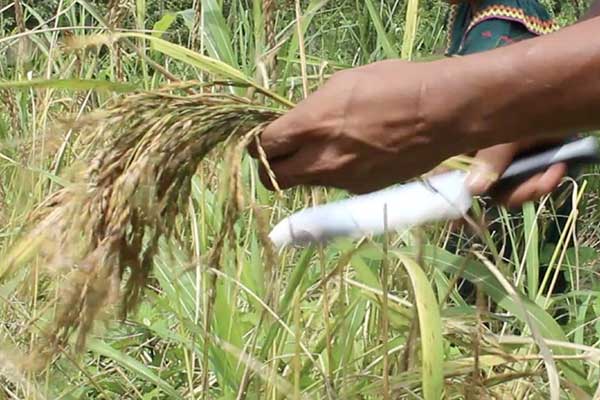 MIDA: productores de arroz y maíz continúan recibiendo pagos por compensación