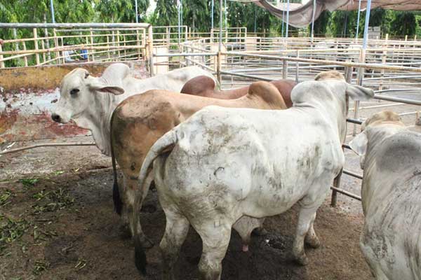 Entregan sementales de alta genética a productores veragüenses