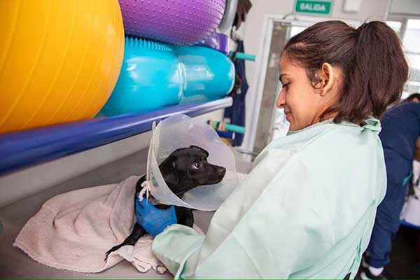 Panamá evalúa aplicación de modelo de operación del hospital veterinario de El Salvador