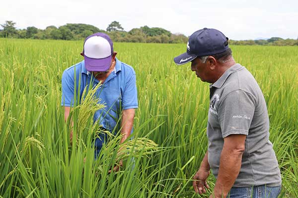 Promueven alternativas para lograr eficiencia en la producción de arroz