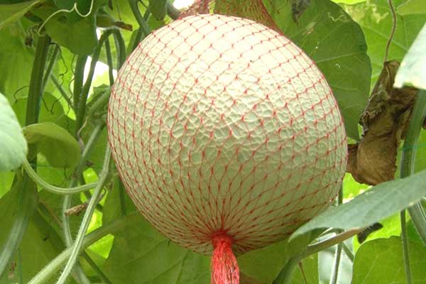 Impulsan envío de melón, zapallo y piña al mercado internacional