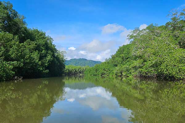 Científicos Panameños lideran investigaciones clave en estuarios y manglares de América Latina
