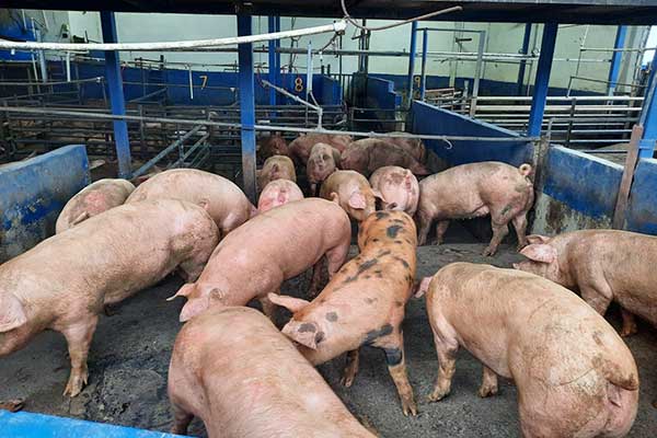 Subasta beneficiará a 13 instituciones benéficas producto de excedentes