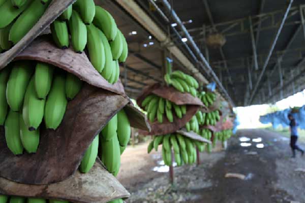 Exportaciones crecen 14.6 % y marcan nuevo máximo para los primeros cinco meses del 2025