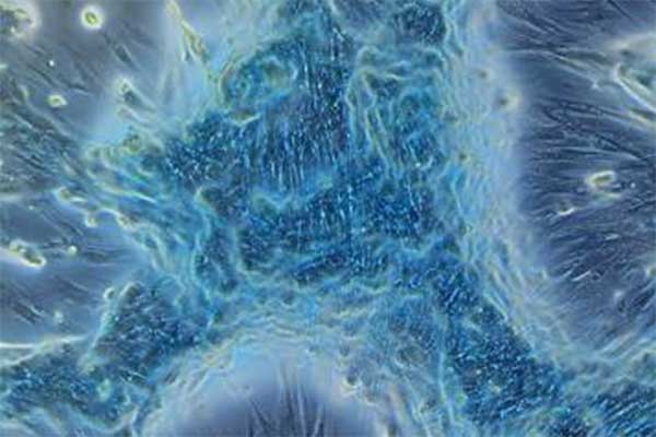 Senacyt lanza el Concurso Nacional de Fotografía Científica FotoCiencia 2025