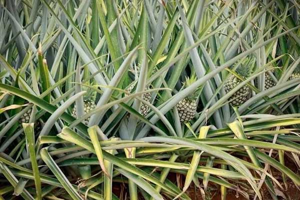 Tropical Fruit Co. firma acuerdo para exportar piña panameña a Estados Unidos