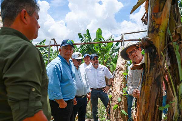 Ministro Moltó: Chiquita volverá a exportar banano este año