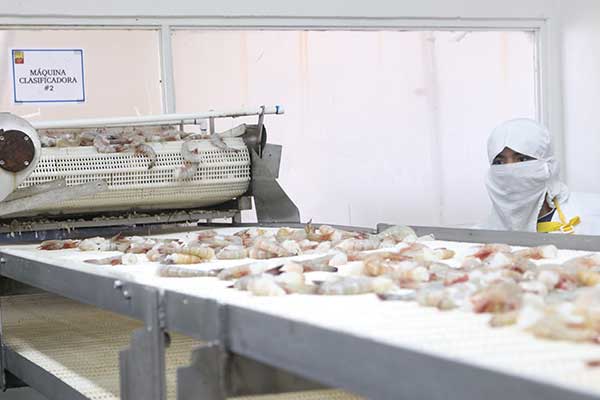 Exportaciones panameñas alcanzan nuevo máximo histórico y el camarón gana terreno como producto líder