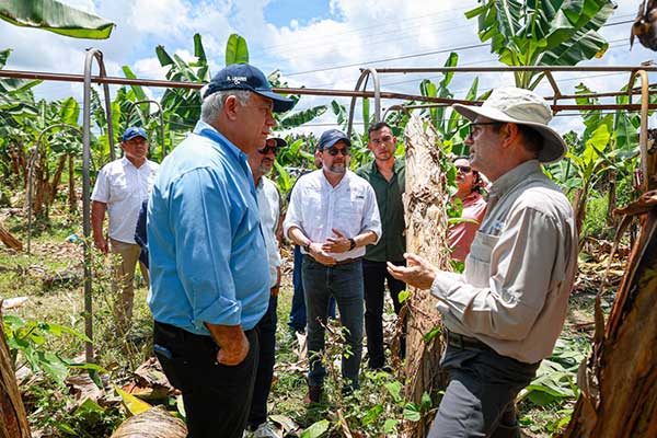 Gobierno se prepara para instalar Mesa Técnica que reactivará industria bananera en Bocas