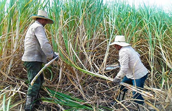 Incorporación de bioetanol generará más de 37 mil empleos en Panamá