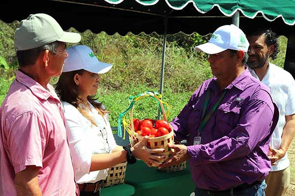 Idiap presenta nuevas variedades de tomate más productivas y adaptadas al clima de Panamá