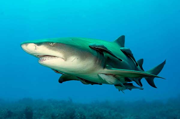 Científicos confirman por primera vez presencia del tiburón limón en Coiba, revelando una nueva zona de crianza en el Pacífico