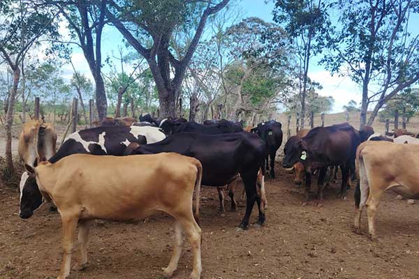 ISA asegura 94 vacas lecheras en Herrera