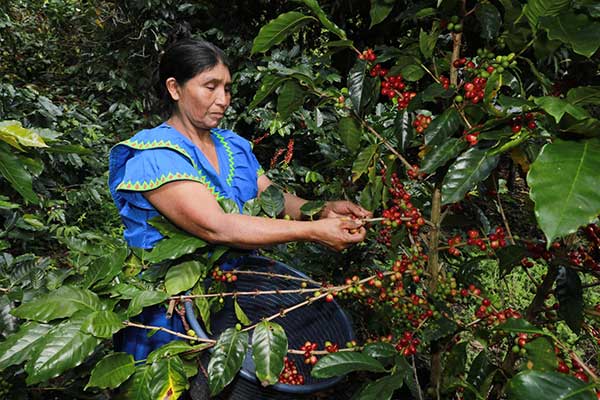 Ilda Salinas, beneficiaria de PTMC del MIDES que está educando a sus hijos con producción de café orgánico