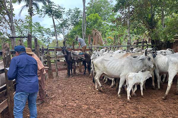 Finca productora de reses Brahman recibe positiva calificación tras inspección del ISA