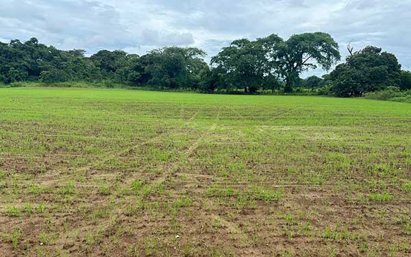 Productor chiricano asegura más 100 hectáreas de arroz con el ISA