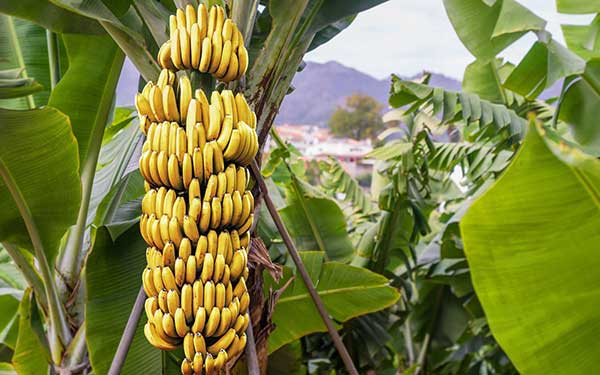 Oferta exportable de Panamá crece 17.2% y supera los B/.1,157 millones a septiembre